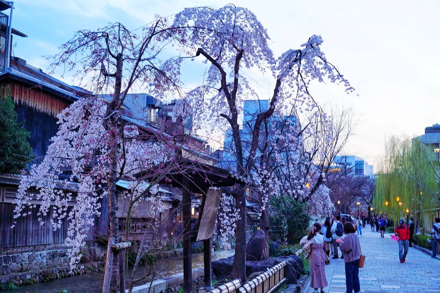 【 2024 京都櫻花】必拍 10 大京都賞櫻熱門景點，浪漫春日的必訪之地！ @混血珊莎的奇幻旅程