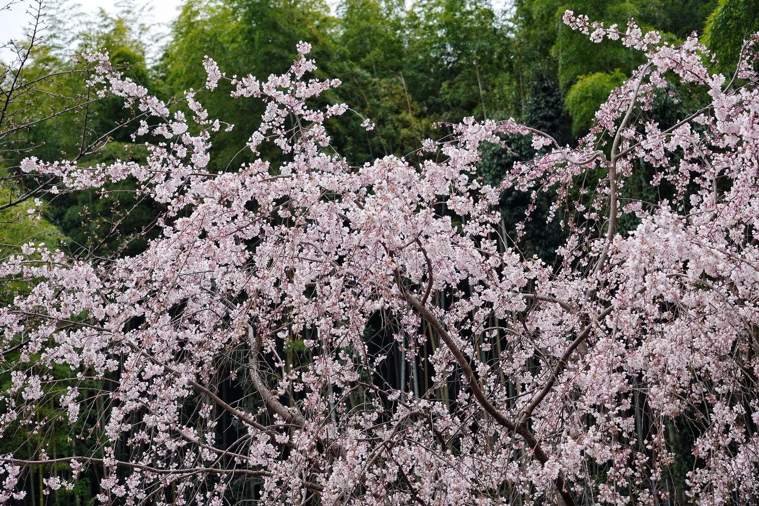 【 2024 京都櫻花】必拍 10 大京都賞櫻熱門景點，浪漫春日的必訪之地！ @混血珊莎的奇幻旅程