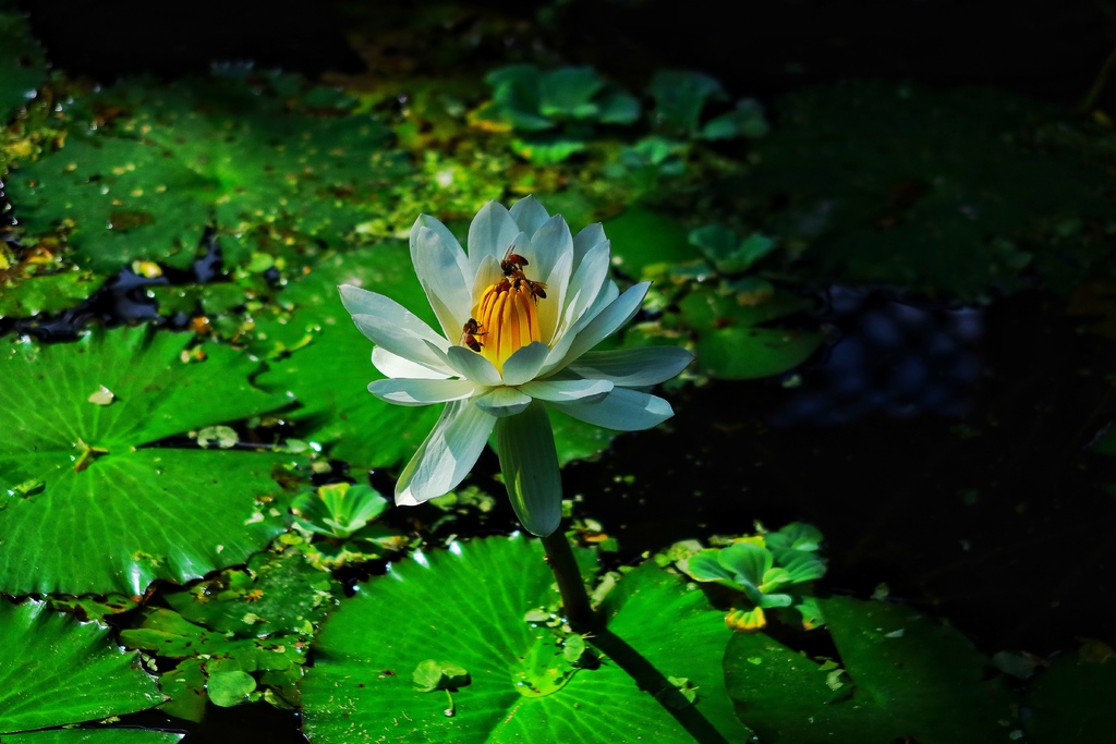 【花蓮壽豐民宿】花蓮潭心閣，走路就到鯉魚潭，享受湖光山色悠閒時光! @混血珊莎的奇幻旅程